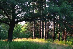 photo 0126